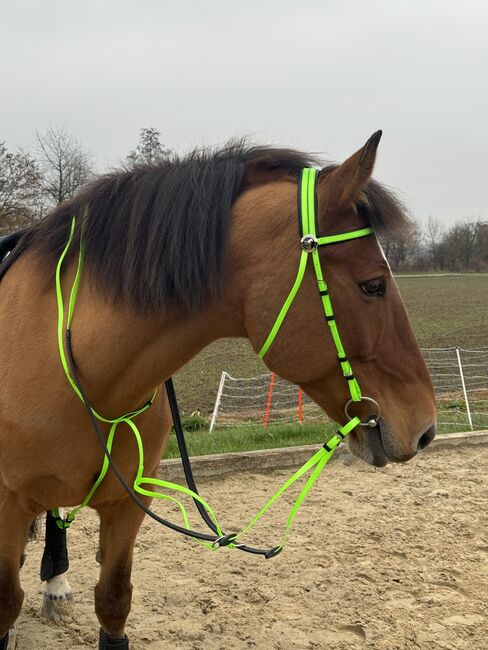 Kunststoff Zaumzeug NEONGRÜN glänzend mit Martingal, Maya (Swisshorseshop), Bridles & Headstalls, Frauenfeld, Image 3