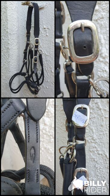 Syringa von barefoot, Barefoot Syringa, Heike, Bitless Bridles, Körle, Image 5