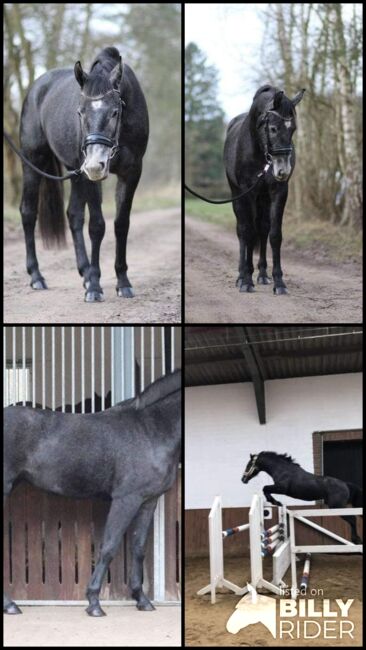 Szarvas Bartók Béla út 9, Ponys  Ponys, Georgina raffael, Horse Stables, Szarvas , Image 6