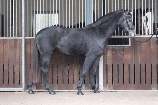 Szarvas Bartók Béla út 9, Ponys  Ponys, Georgina raffael, Horse Stables, Szarvas , Image 4