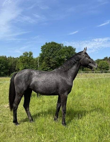 Szarvas Bartók Béla út 9, Ponys  Ponys, Georgina raffael, Horse Stables, Szarvas , Image 5