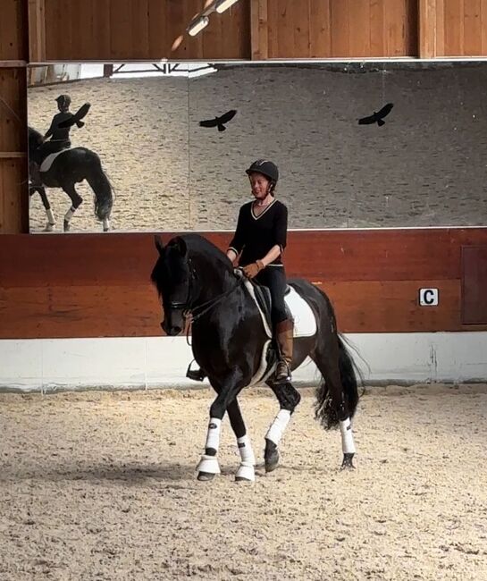 Online Reitschule - das 1x1 des Dressurreitens, Sibylle Kohler, Nauka jazdy konnej, Kaiseraugst