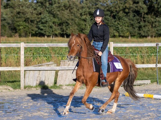 Schulpony sucht Aufgabe, Katharina Lehmann (Pferdevermittlung Leus), Konie na sprzedaż, Geeste-Dahlum