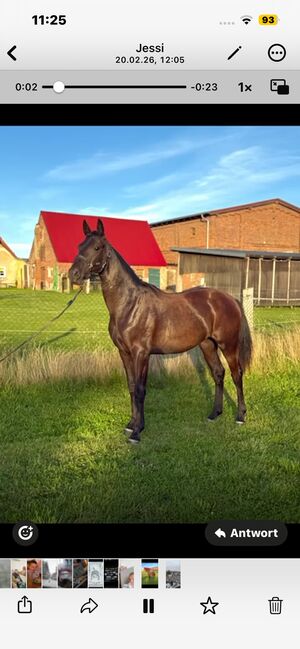 Edle tolle Tochter von Secret Star x Desperados/Sandro Hit, Eppinger , Konie na sprzedaż, Vellahn