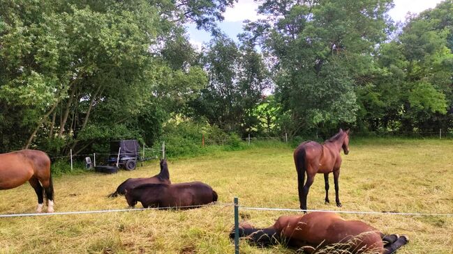 !!!Suche!!!Pferd zur Verfügung!!!, Jennifer K. , Konie na sprzedaż, Arnstadt