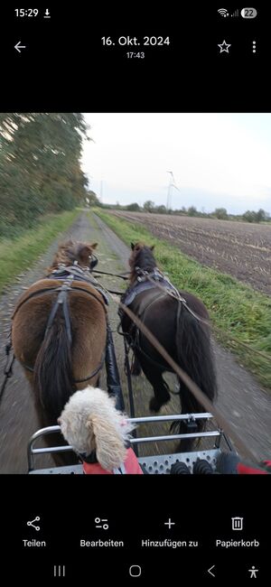 Suche grosses Shetlandpony/Pony als Passer, Sandfuchs, Konie na sprzedaż, Hörup