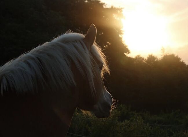 Pony/ Kleinpferd gesucht, Li_Wi , Konie na sprzedaż, Stoltebüll