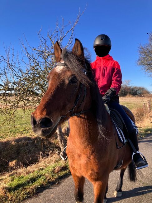 Suchen zuverlässiges Pony, Sandra, Konie na sprzedaż, Algermissen, Image 3