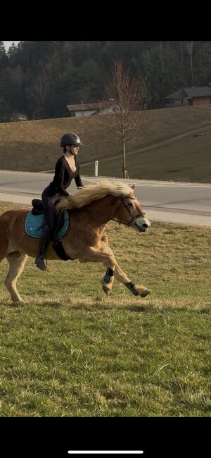 Reitbeteiligung in Graz gesucht, Antonia, Horse Sharing
, Graz