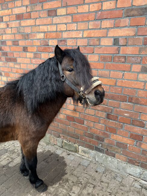 Pflegebeteiligung gesucht (Pony sucht Reiter), Lucy Zimmermann, Horse Sharing
, Gütersloh 