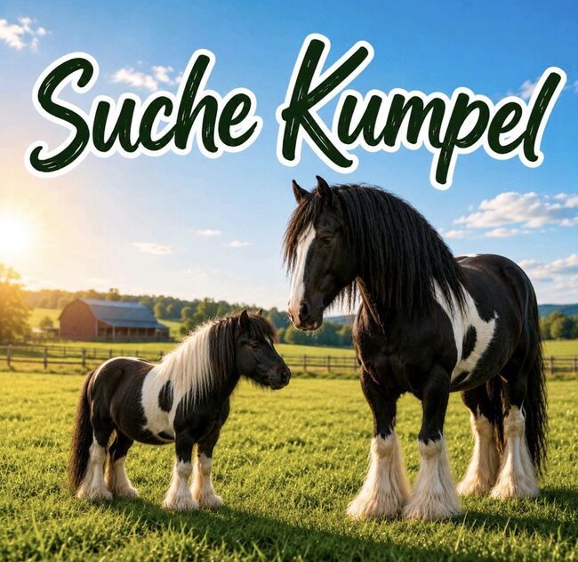 Suchen Beisteller Pony o. Pferd ab 20 Jahre Offenstallhaltung, Vivienne Farinski, Konie na sprzedaż, Recklinghausen