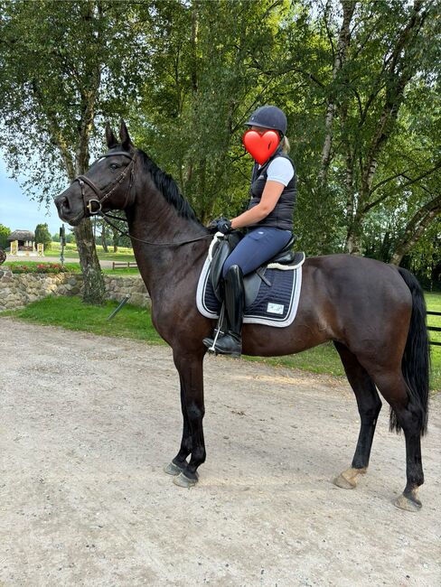 Schicke 8-jährige Stute mit Top-Abstammung zu verkaufen, Wilma, Konie na sprzedaż, Ascheffel