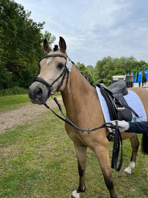 Schickes Sportpony, Patricia , Konie na sprzedaż, Tarrenz , Image 2