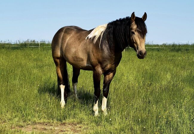 Deckanzeige Paint Horse Deckhengste HOMOZYGOT Gefriersperma, T. Kern, Horses For Sale, Reichenbach-Steegen, Image 2