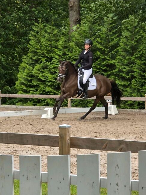 Turnierpony / Kinderpony  6 Jährige Ponystute  von Golden Grey, Nina, Horses For Sale, Winsen Aller