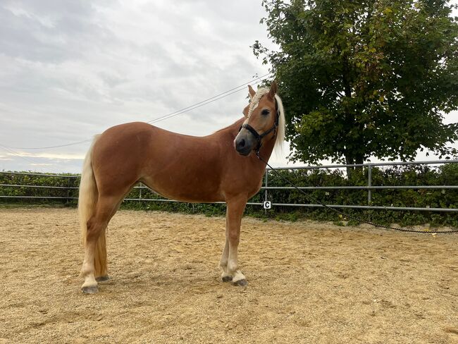 Talentierte Haflinger Stute, Simone Heck, Horses For Sale, Taufkirchen - Vils, Image 4