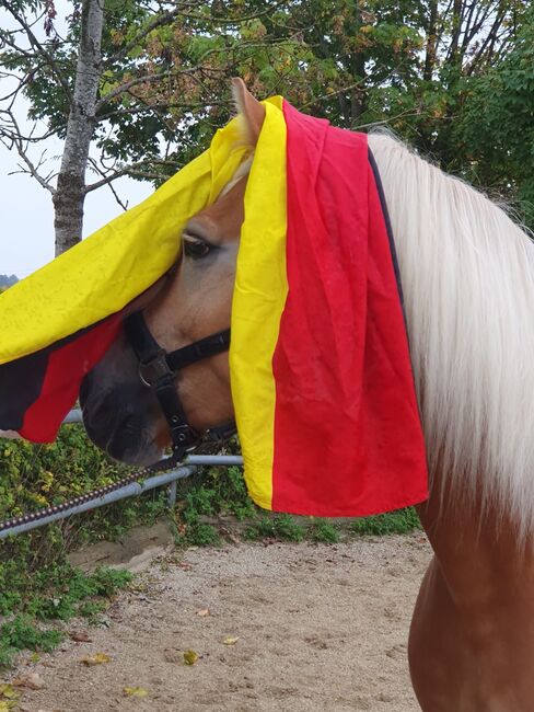 Talentierte Haflinger Stute, Simone Heck, Horses For Sale, Taufkirchen - Vils, Image 2