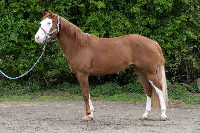 Talentierte Quarter Horse Stute mit erstklassiger Reining-Abstammung - ready to show, Kerstin Rehbehn (Pferdemarketing Ost), Horses For Sale, Nienburg