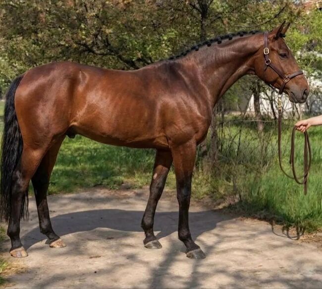 Talentiertes 5-jähriges Springpferd mit Top-Abstammung, Monika , Horses For Sale, Budapest 