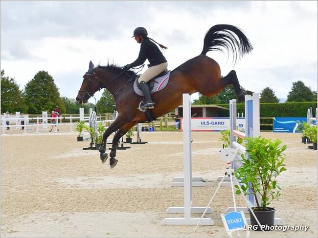 Talented 8 yr old Show Jumping Mare, lucie Lindsay, Konie na sprzedaż, Pooksgreen, Image 4