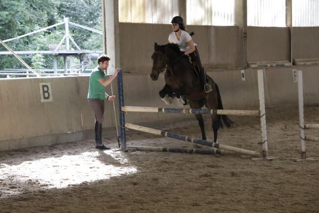 Talentierter Wallach sucht ein neues Zuhause, Katharina, Horses For Sale, Wien, Image 3