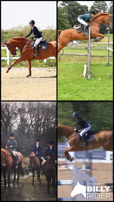 Talented show jumping/ hunter, lucie Lindsay, Horses For Sale, Pooksgreen, Image 14