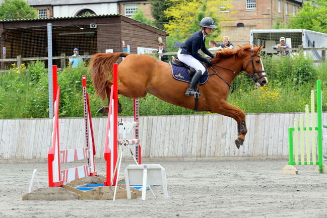 Talented show jumping/ hunter, lucie Lindsay, Pferd kaufen, Pooksgreen, Abbildung 10