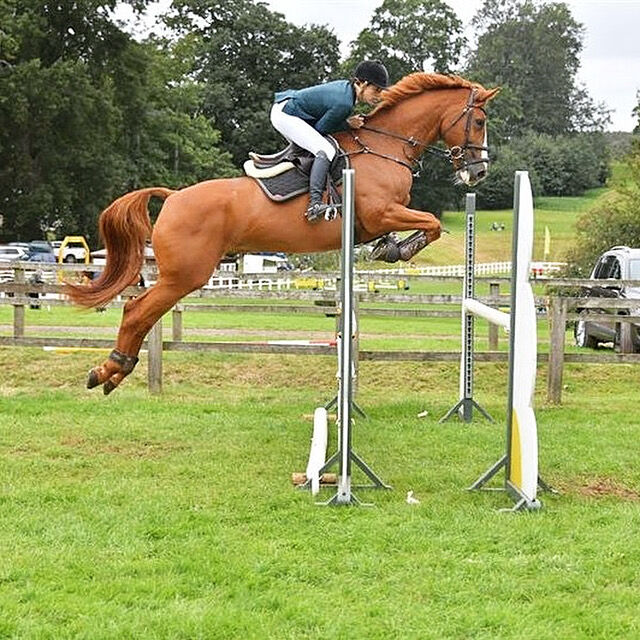 Talented show jumping/ hunter, lucie Lindsay, Pferd kaufen, Pooksgreen, Abbildung 7