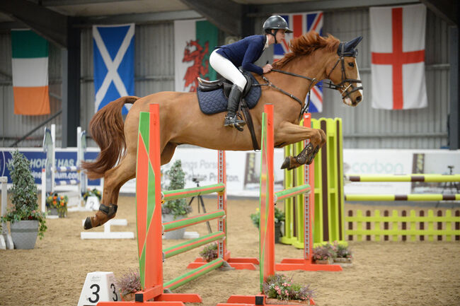 Talented show jumping/ hunter, lucie Lindsay, Pferd kaufen, Pooksgreen, Abbildung 8