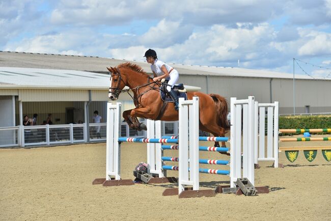 Talented show jumping/ hunter, lucie Lindsay, Pferd kaufen, Pooksgreen, Abbildung 6