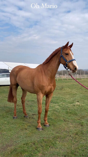 Talented show jumping/ hunter, lucie Lindsay, Pferd kaufen, Pooksgreen, Abbildung 12