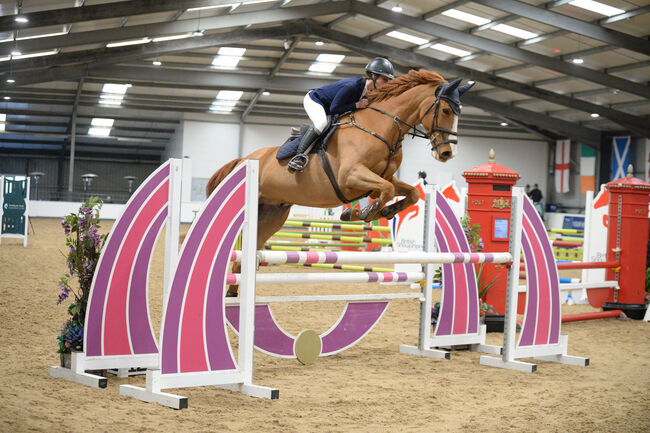 Talented show jumping/ hunter, lucie Lindsay, Pferd kaufen, Pooksgreen, Abbildung 2