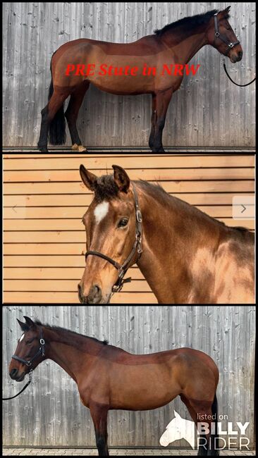 Talentierte, unverbrauchte PRE Stute in NRW, ISPA - Iberische Sportpferde Agentur (ISPA - Iberische Sportpferde Agentur), Horses For Sale, Bedburg, Image 4