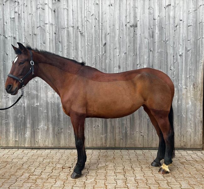 Talentierte, unverbrauchte PRE Stute in NRW, ISPA - Iberische Sportpferde Agentur (ISPA - Iberische Sportpferde Agentur), Horses For Sale, Bedburg, Image 2