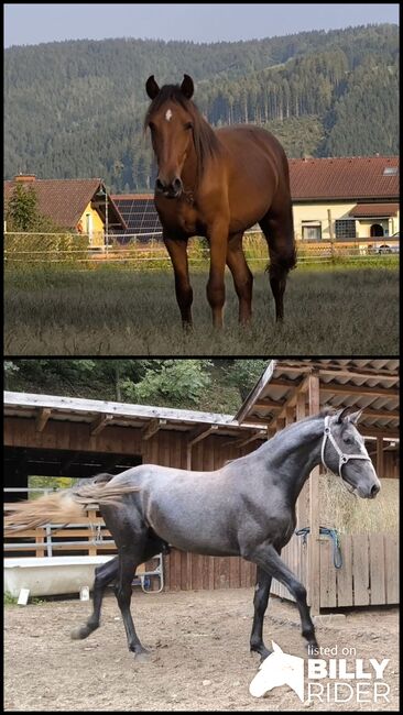 Begabte Jungpferde, P.a., Horses For Sale, Bruck an der Mur , Image 3