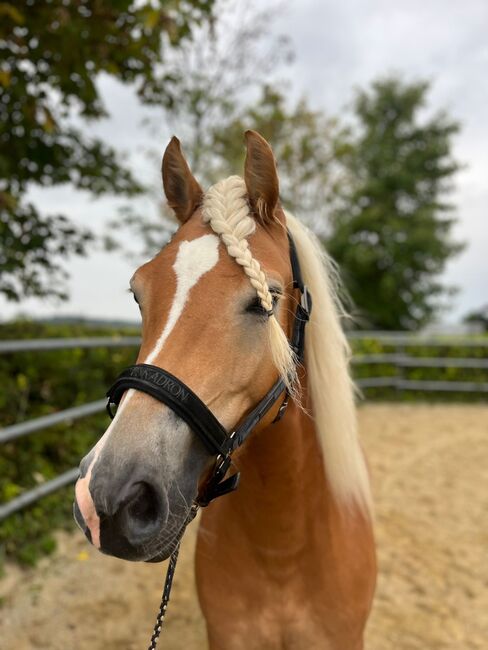 Talentierte Haflinger Stute, Simone Heck, Pferd kaufen, Taufkirchen - Vils, Abbildung 6