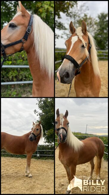 Talentierte Haflinger Stute, Simone Heck, Pferd kaufen, Taufkirchen - Vils, Abbildung 7