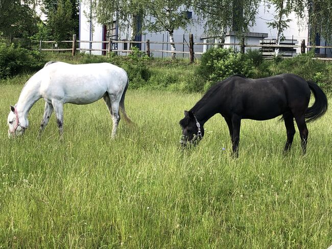 Talentierte Ponystute, Lisa Mohapp, Pferd kaufen, Reinberg-Heidenreichstein, Abbildung 4