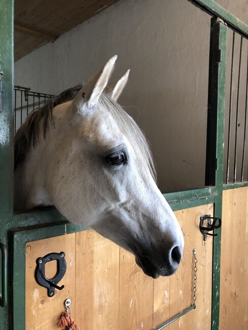 Talentierte Ponystute, Lisa Mohapp, Pferd kaufen, Reinberg-Heidenreichstein, Abbildung 5