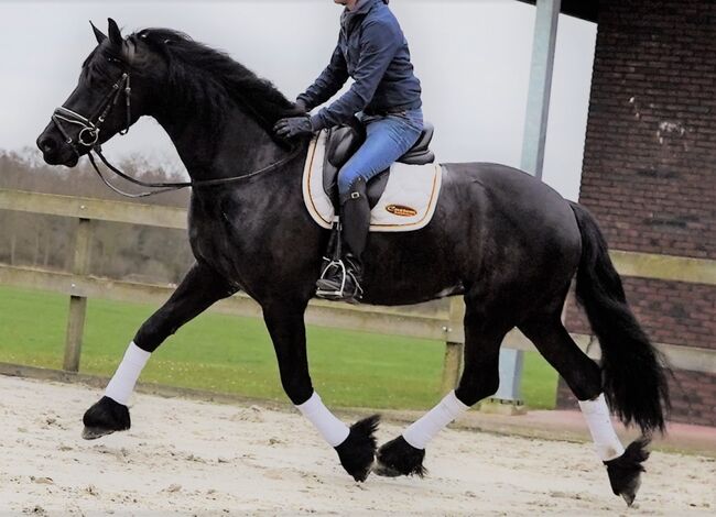 Talentierter Friesenwallach zu verkaufen, Heidrun, Pferd kaufen, Munich