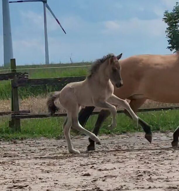 Talentiertes Hengstfohlen Organisti Sohn, Jo, Pferd kaufen, Butjadingen