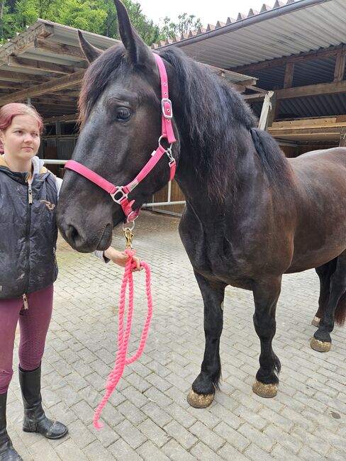 Grosser und Sehr gangstarker lieber Noriker Wallach, Manuela KUBNY , Horses For Sale, Küßnach , Image 3