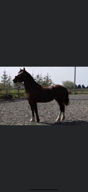 Taran looking for forever home, Kaitlyn Jones, Horses For Sale, Prestatyn , Image 2