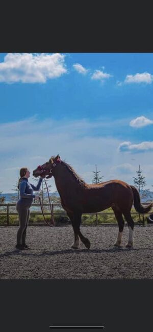 Taran looking for forever home, Kaitlyn Jones, Horses For Sale, Prestatyn , Image 5