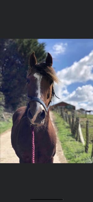 Taran looking for forever home, Kaitlyn Jones, Horses For Sale, Prestatyn , Image 9