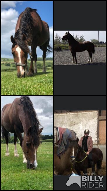 Taran looking for forever home, Kaitlyn Jones, Horses For Sale, Prestatyn , Image 10