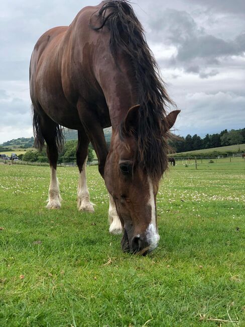 Taran looking for forever home, Kaitlyn Jones, Pferd kaufen, Prestatyn , Abbildung 3