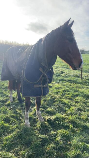 Tb gelding horse for sale, Lisa, Horses For Sale, Tyne and wear 