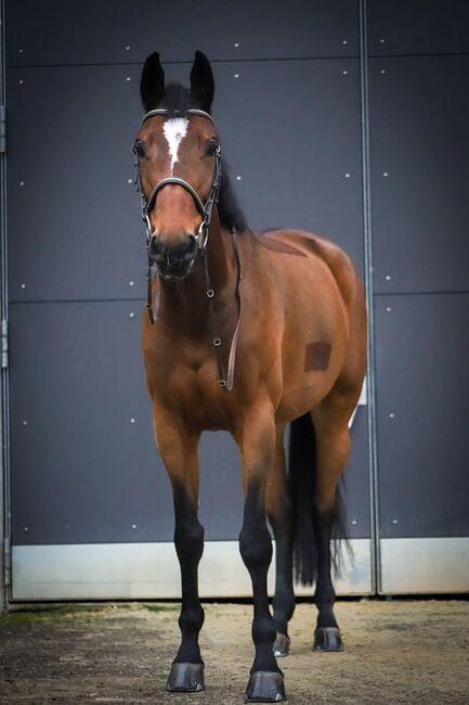 Zu verkaufen 10Jährige Stute, Justine, Horses For Sale, Laupen