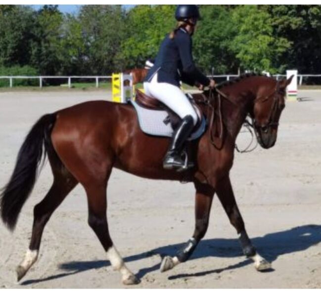 For sale  4 yo geldig, Zima Roland , Horses For Sale, Szarvas